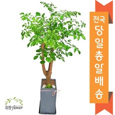 가성비 끝판왕 개업화분 추천