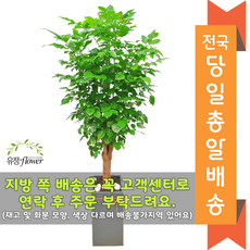 이게 가성비다 리뷰개업화분수원 리뷰