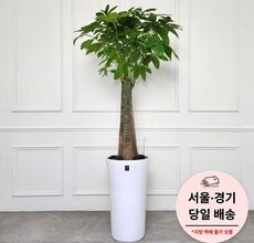 이게 가성비다 카페개원병원당일배송 실시간 인기상품